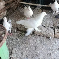 کبوتر|پرنده|اندیکا, |دیوار