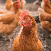 مرغ با قیمت مناسب
