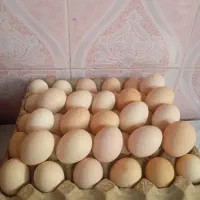 تخم مرغ محلی ارگانیک