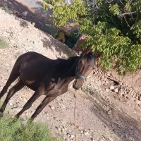 اسب نریون ۲ساله