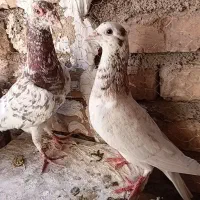 دو تا سار پرشی نر