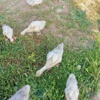 حیوانات خانگی