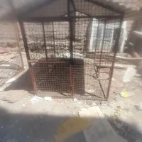 قفس سگ