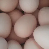 ۱۵۰ عددتخم مرغ دوزرده نطفه دار