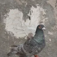 نقره ای موشی نر
