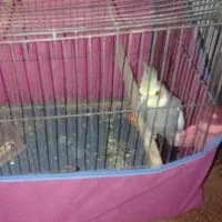 عروس هلندی نر