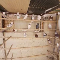 کفتر کبوتر هما ابلغ