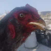 جوجه خروس لاری