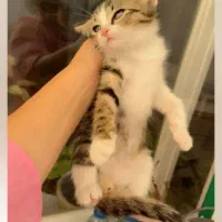 واگذاری رایگان۳بچه گربه دوتا نر یدونه ماده