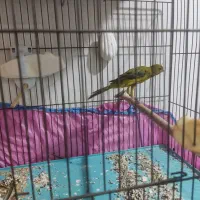 قناری سبز چمنی