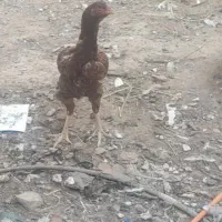 لاری