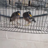 مرغ مینا
