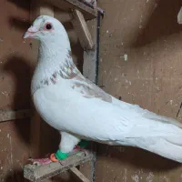 صید برای نوبازی