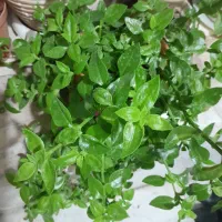 گل یخ|گل و گیاه طبیعی|مشهد, طلاب|دیوار