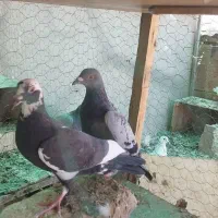 دوعدد پلاکی شکار