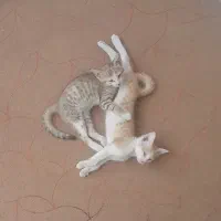دو عدد بچه گربه دو ماهه