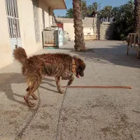 سگ نگهبان