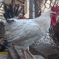 خروس عربی.دونه ی۵۹۰