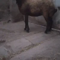 میش بره شیشک