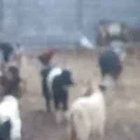 بره چاق
