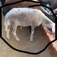 بره