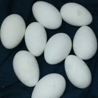 تخم نطفه دار بط یا غوقاز تازه