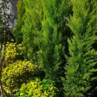 نهال درخت گلدونی ریشه ای لاوسون لیمویی کاج خارجی