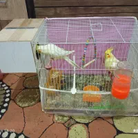عروس هلندی لیتنو دستی چشم شرابی