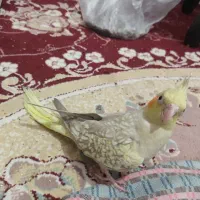 3عدد مرغ عروس