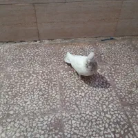کفتر ناجلد