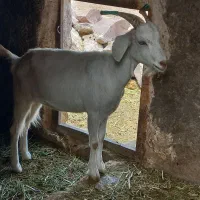 بز زاییده سانن