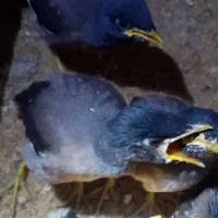 جوجه مینا اصل افغان