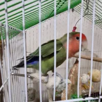 طوطی|پرنده|اردبیل, |دیوار
