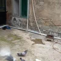 کبوتر|پرنده|گرمی, |دیوار