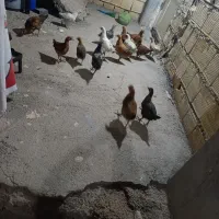 جوجه بومی