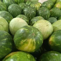 پخش تره بار سوپر مارکت ها و رستوران ها