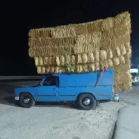 پرس کاه گندم ، سیفال گندم