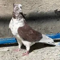 کبوتر کلافه