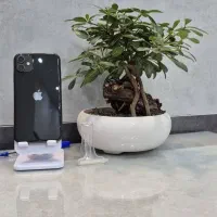iPhone 11 normal
