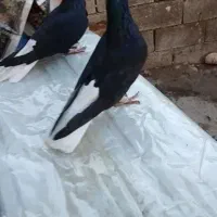 یکجفت زاغ دمسفید مهر بدون غلط تخت ۱۷ دم