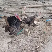 بوقلمون نر و ماده