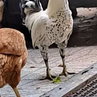 خروس