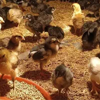 فروش جوجه گلپایگانی و گوشتی زیر نرخ بازار