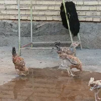 جوجه