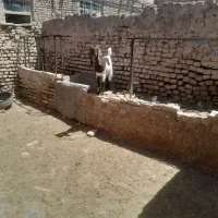 بزغاله ماده