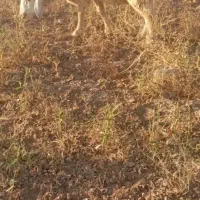 بره قوچ بذری