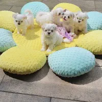 سگ مالتیز ( توله های مالتیز)