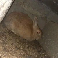 خرگوش نر ماده ۵عدد