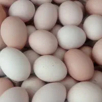 تخم مرغ محلی