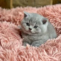 گربه بریتیش اسکاتیش نر و ماده